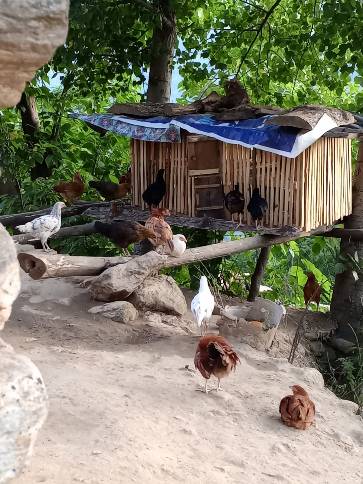 A home built chicken house in Pakistan.